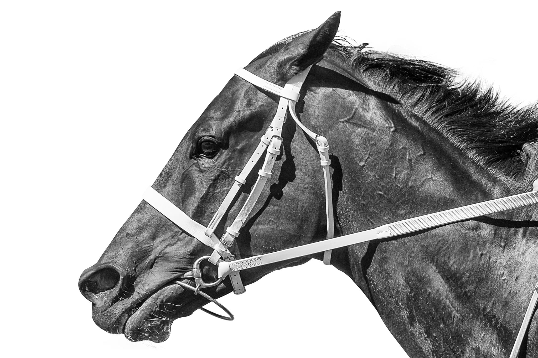 Winx, Exhibition Gallop, BW — equine photograph by Sharon Lee Chapman