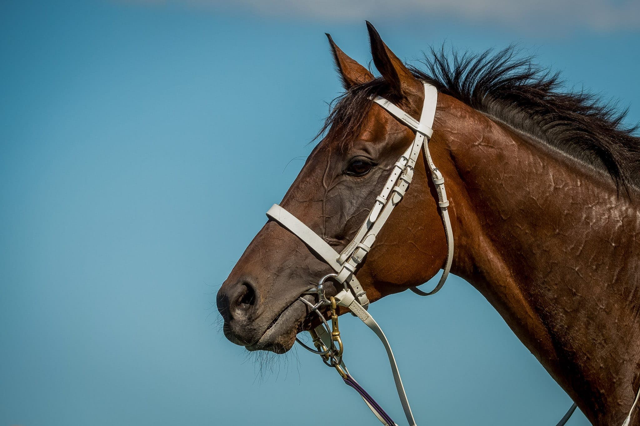 Winx, George Ryder I — Winx Series photograph by Sharon Lee Chapman