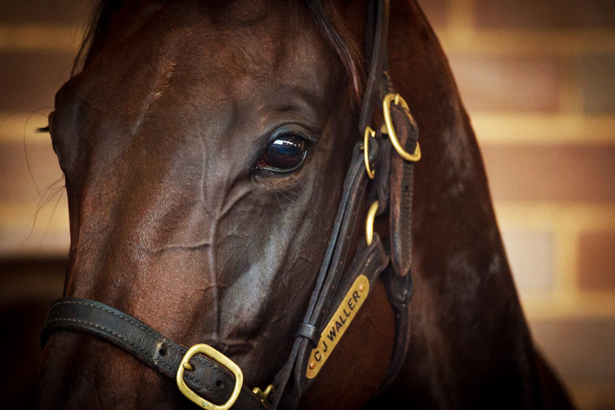 Winx, George Ryder II — Winx Series photograph by Sharon Lee Chapman
