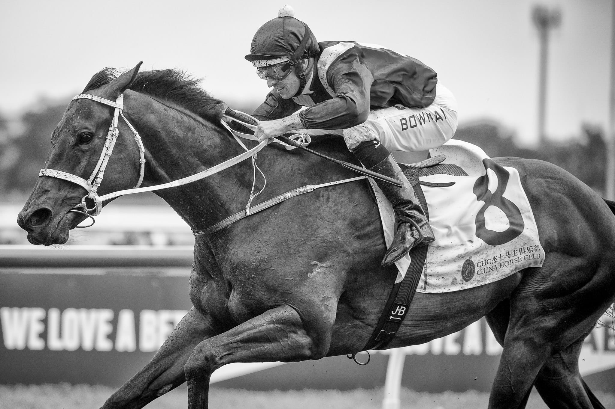 Winx, George Ryder, BW I — equine photograph by Sharon Lee Chapman
