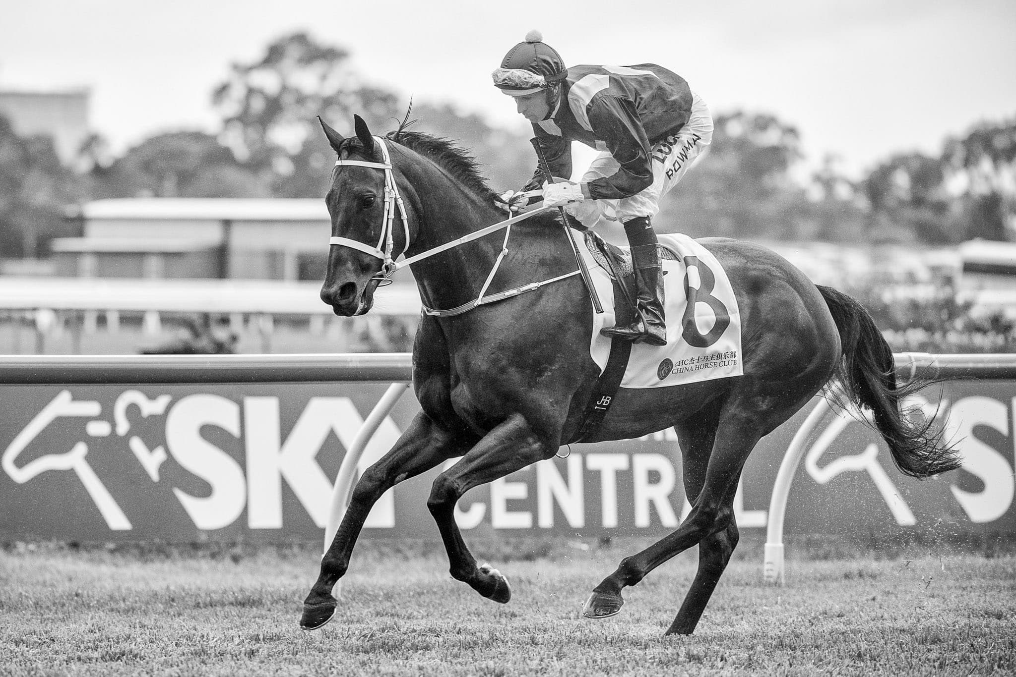 Winx, George Ryder, BW II — Winx Series photograph by Sharon Lee Chapman
