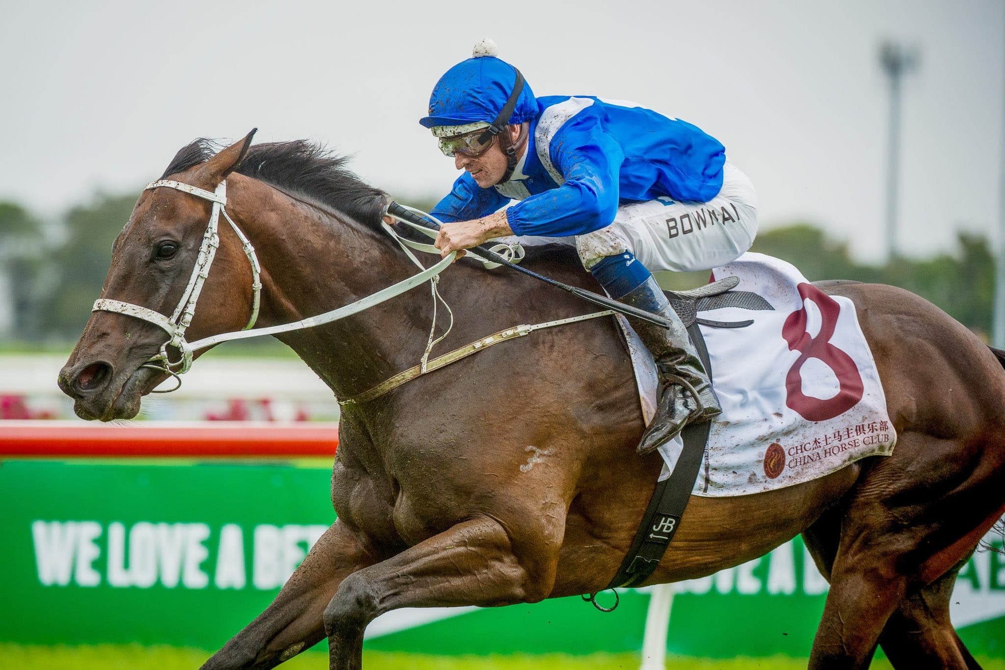 Winx, George Ryder, Colour I — Winx Series photograph by Sharon Lee Chapman