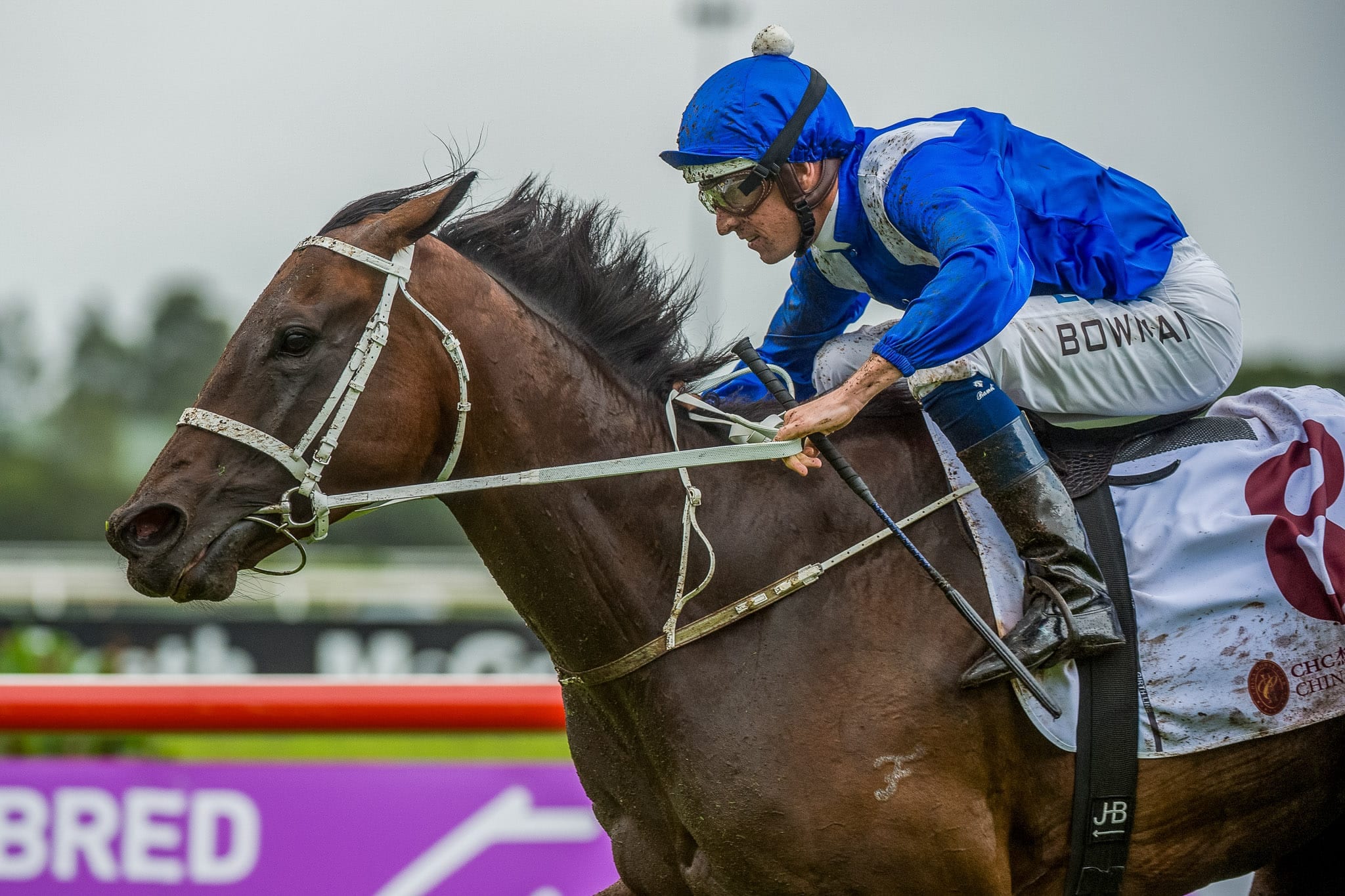 Winx, George Ryder, Colour II — equine photograph by Sharon Lee Chapman