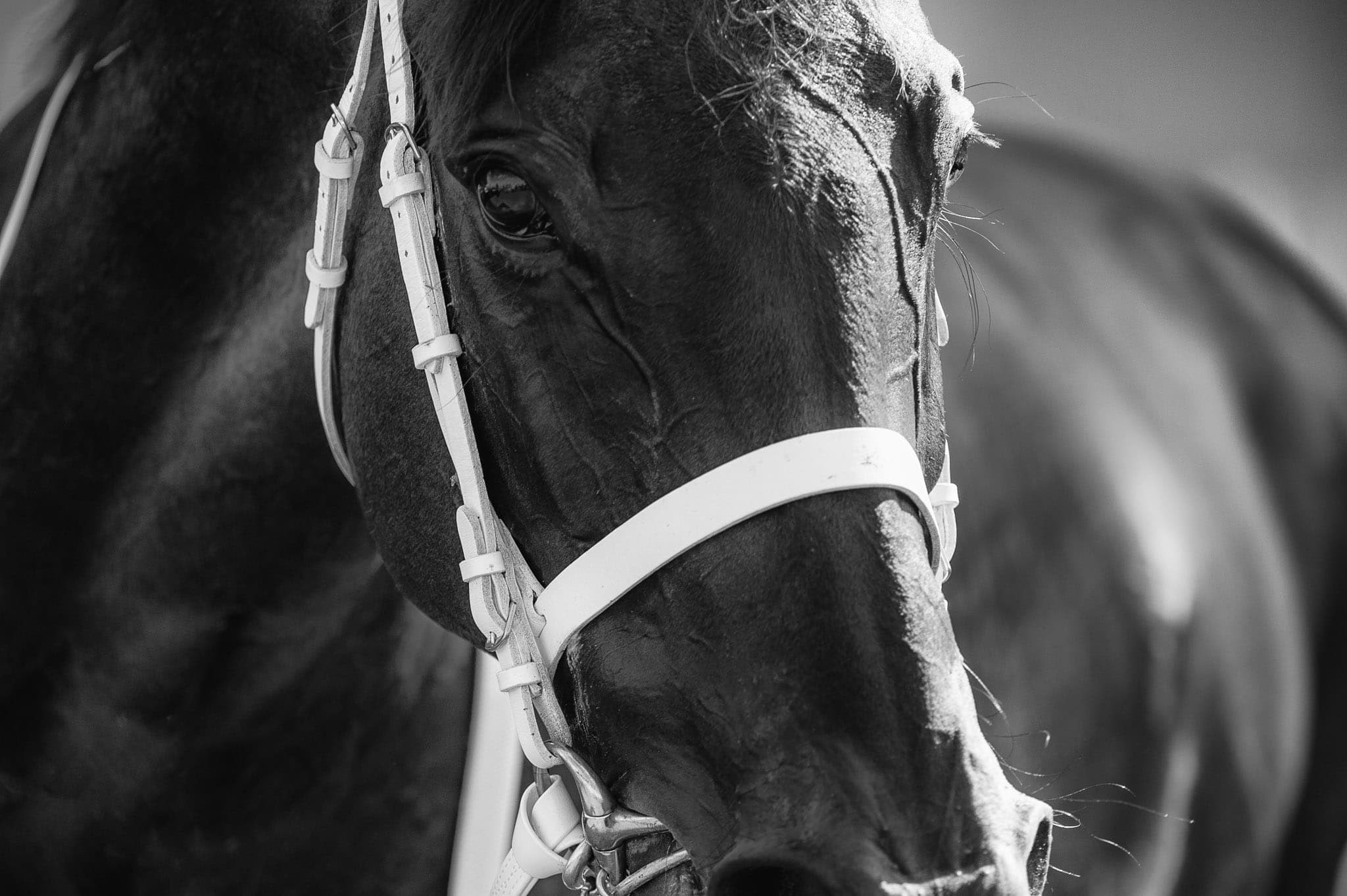 Winx, George Ryder, BW III — Winx Series photograph by Sharon Lee Chapman