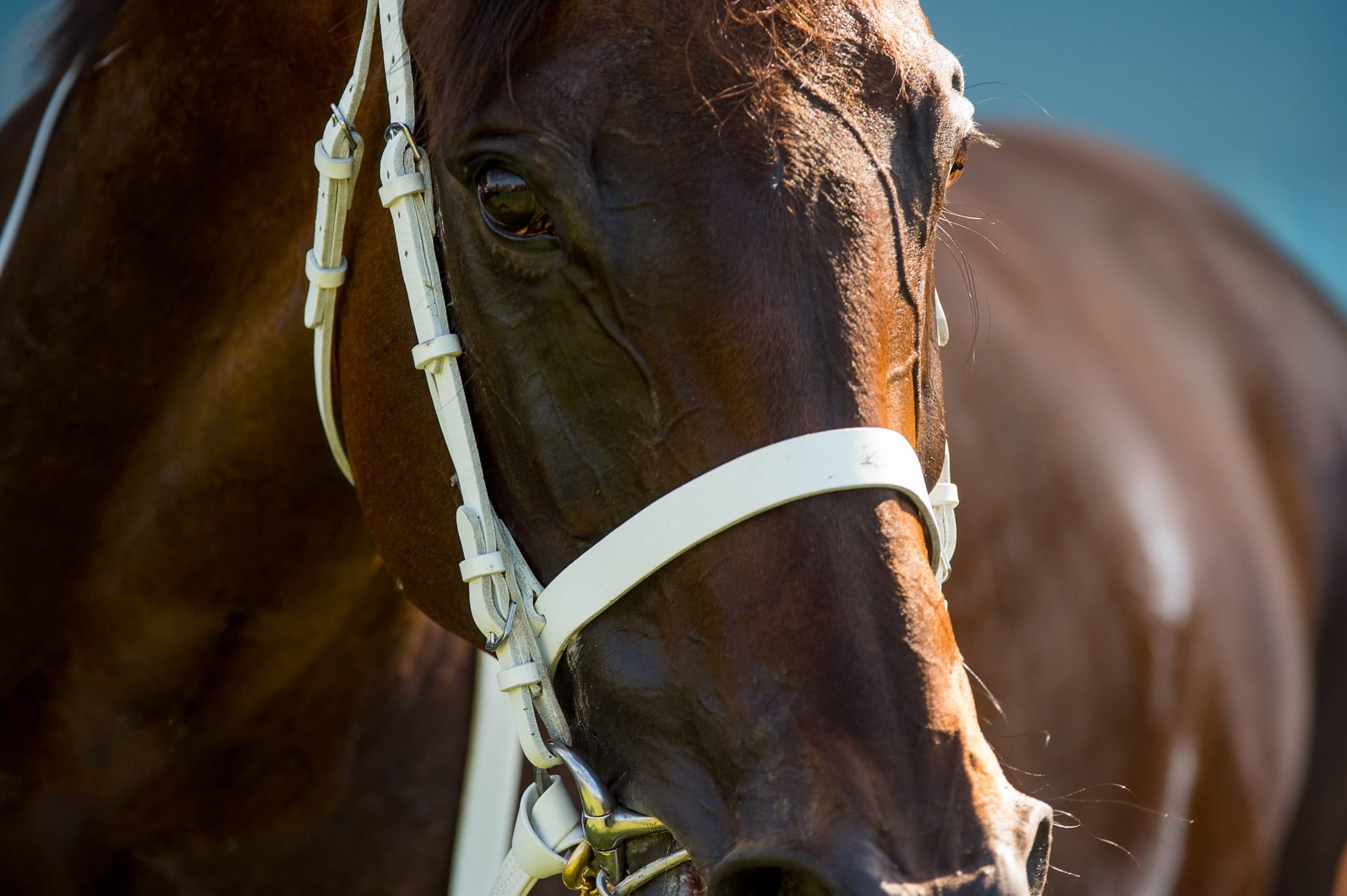 Winx, George Ryder, Colour III — equine photograph by Sharon Lee Chapman