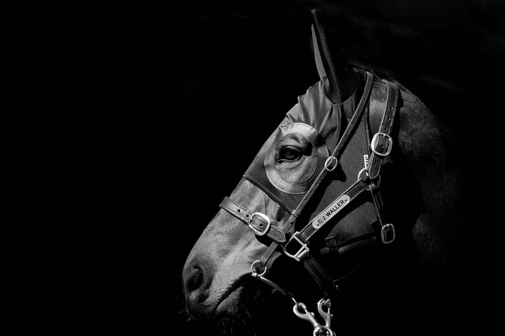 Winx Hood, BW Portrait I — equine photograph by Sharon Lee Chapman