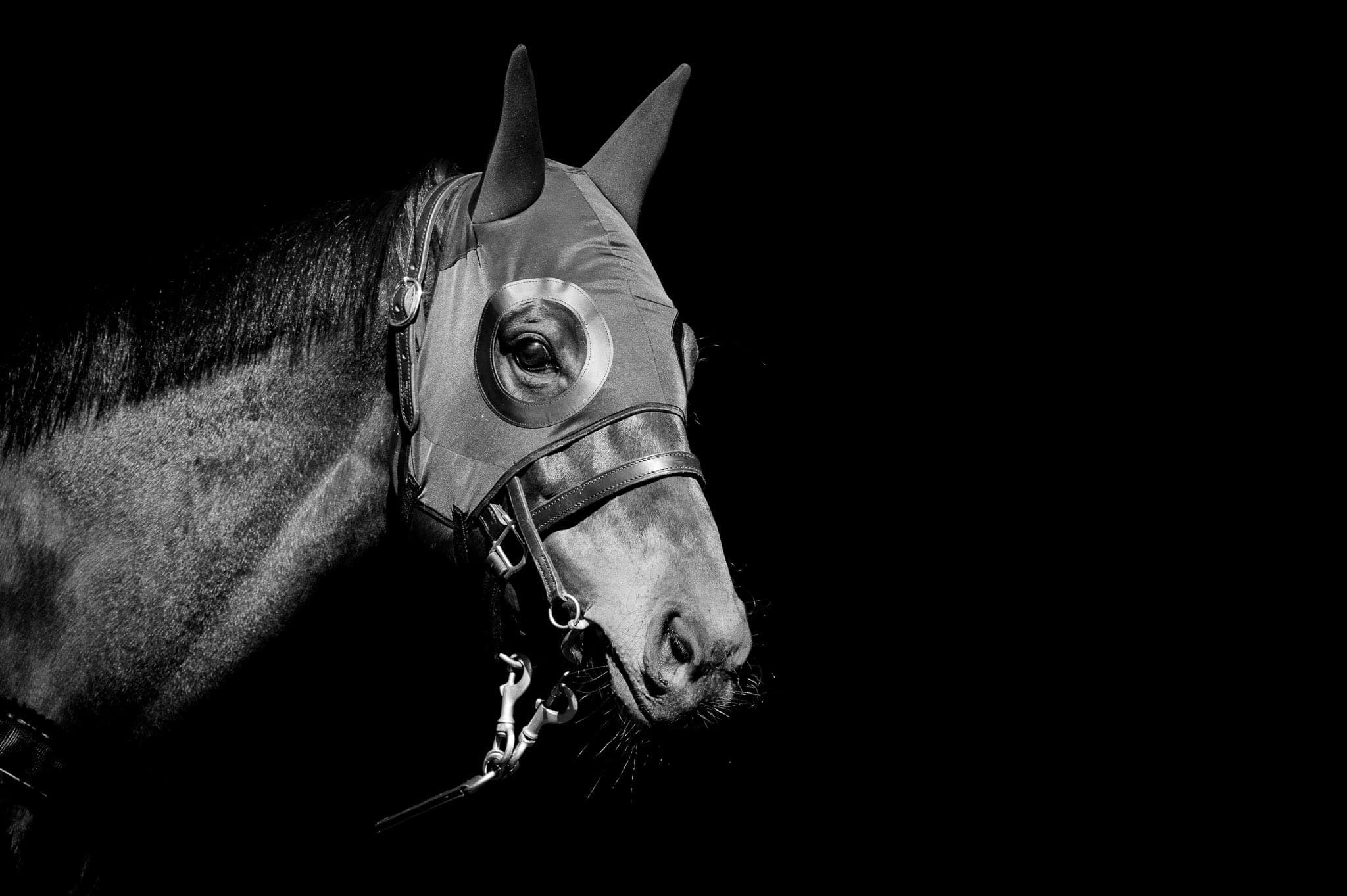 Winx Hood, BW Portrait II — Winx Series photograph by Sharon Lee Chapman