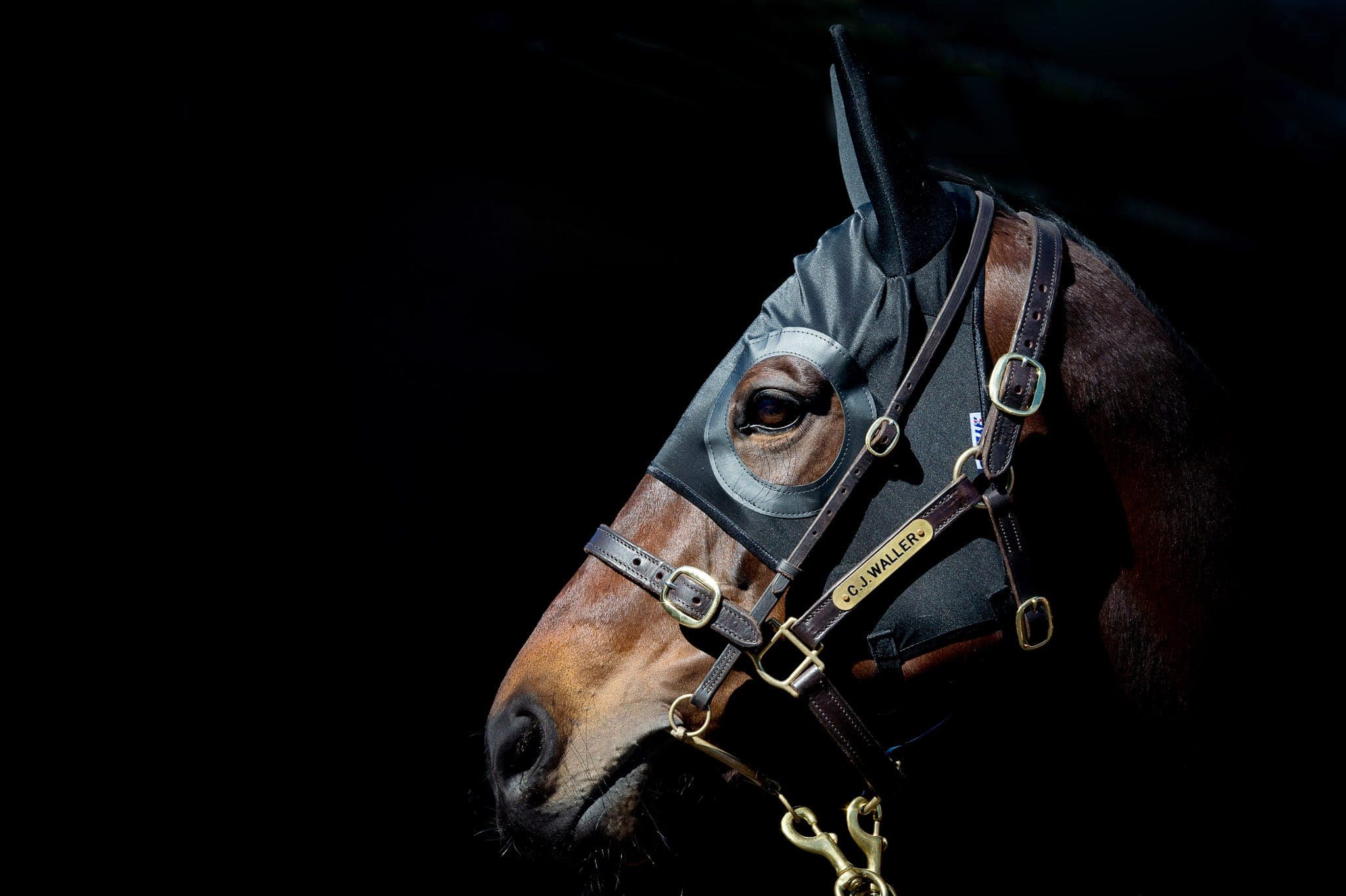Winx Hood, Colour Portrait I — Winx Series photograph by Sharon Lee Chapman