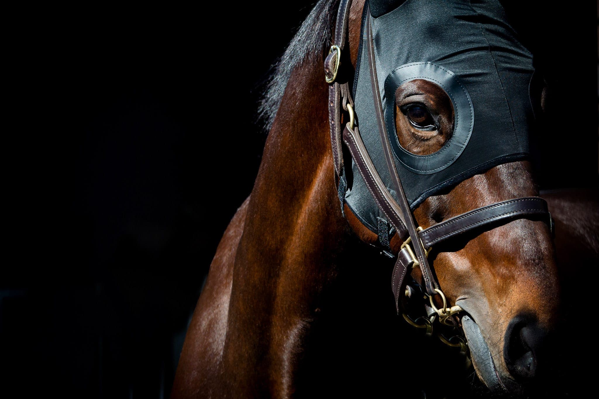 Winx Hood, Colour Portrait II — Winx Series photograph by Sharon Lee Chapman