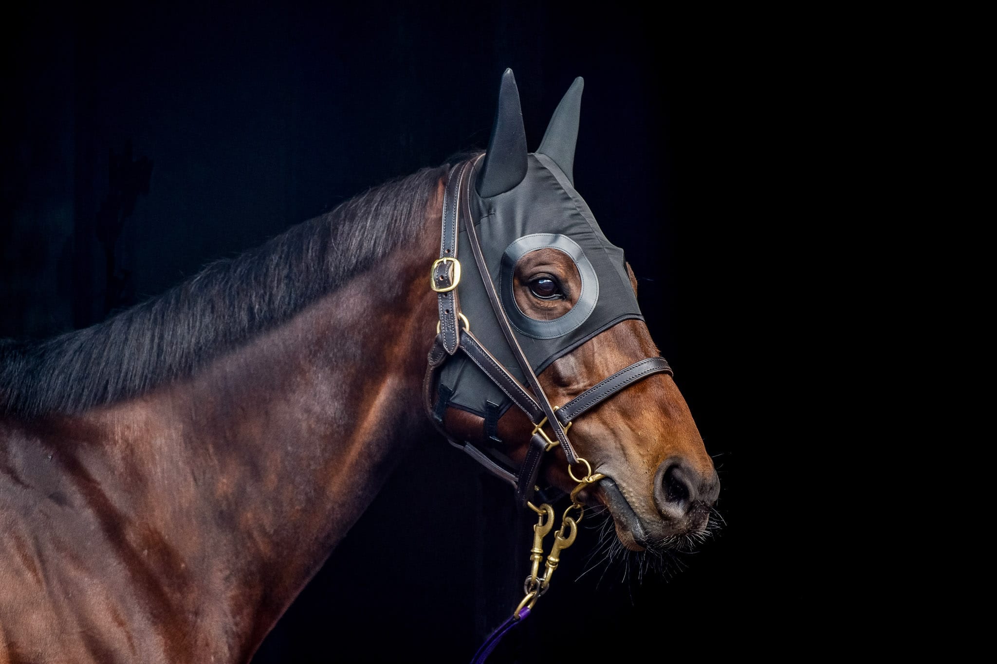 Winx Hood, Colour Portrait III — equine photograph by Sharon Lee Chapman
