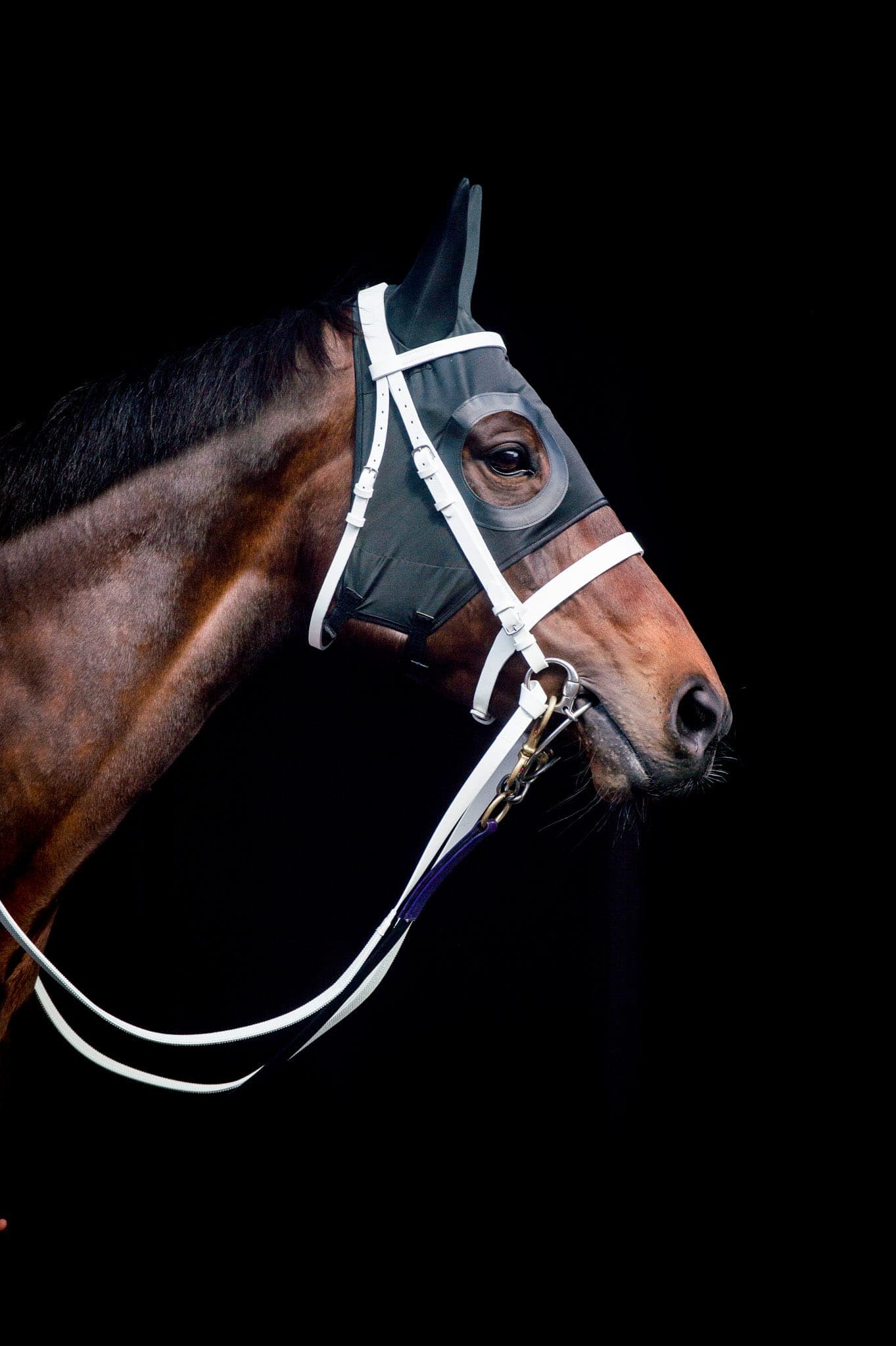 Winx Hood, Colour Portrait V — Winx Series photograph by Sharon Lee Chapman