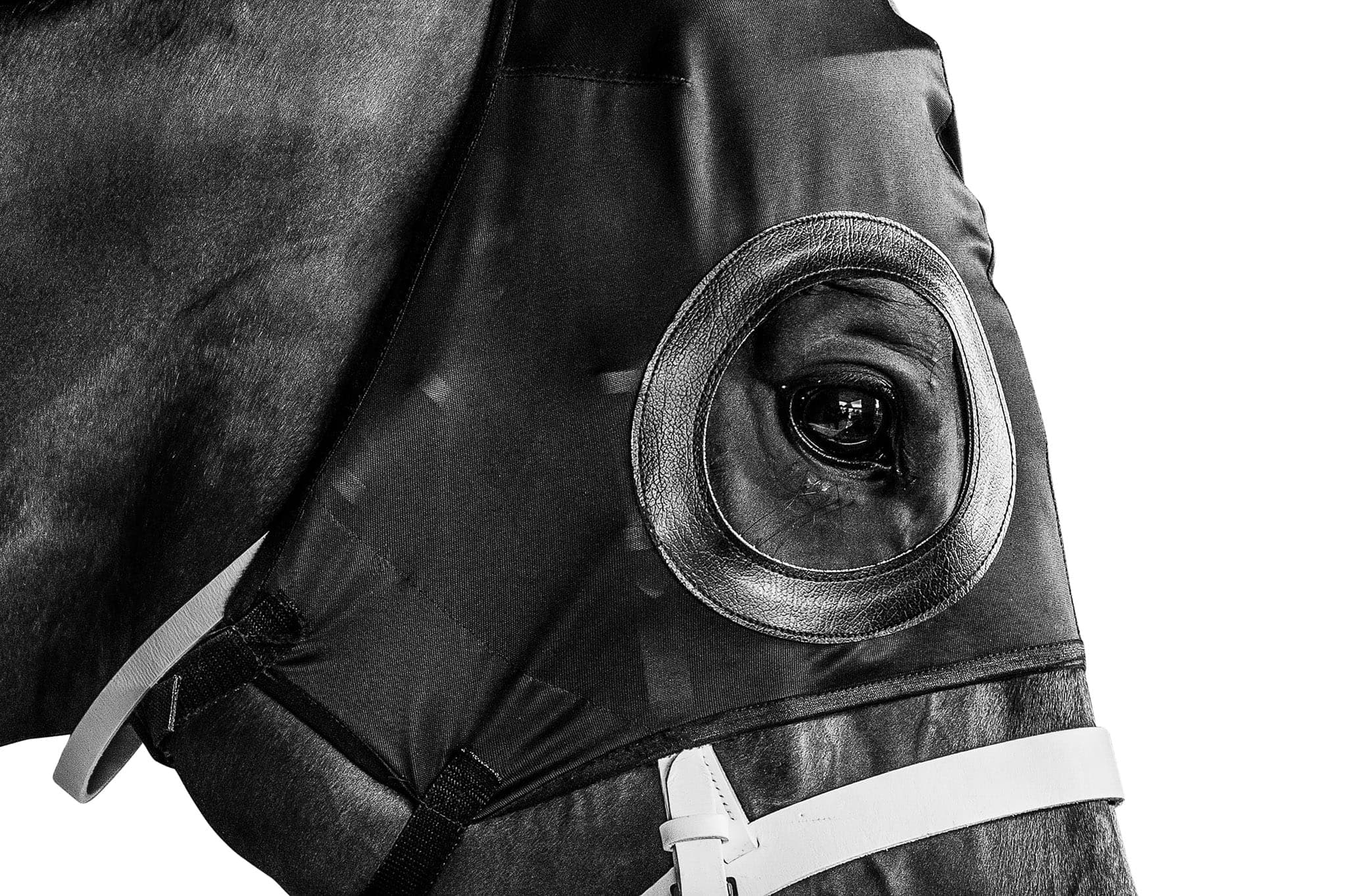 Winx, Pre Race, Stalls, Royal Randwick, 0065.WHITE BACKGROUND — Winx Series photograph by Sharon Lee Chapman