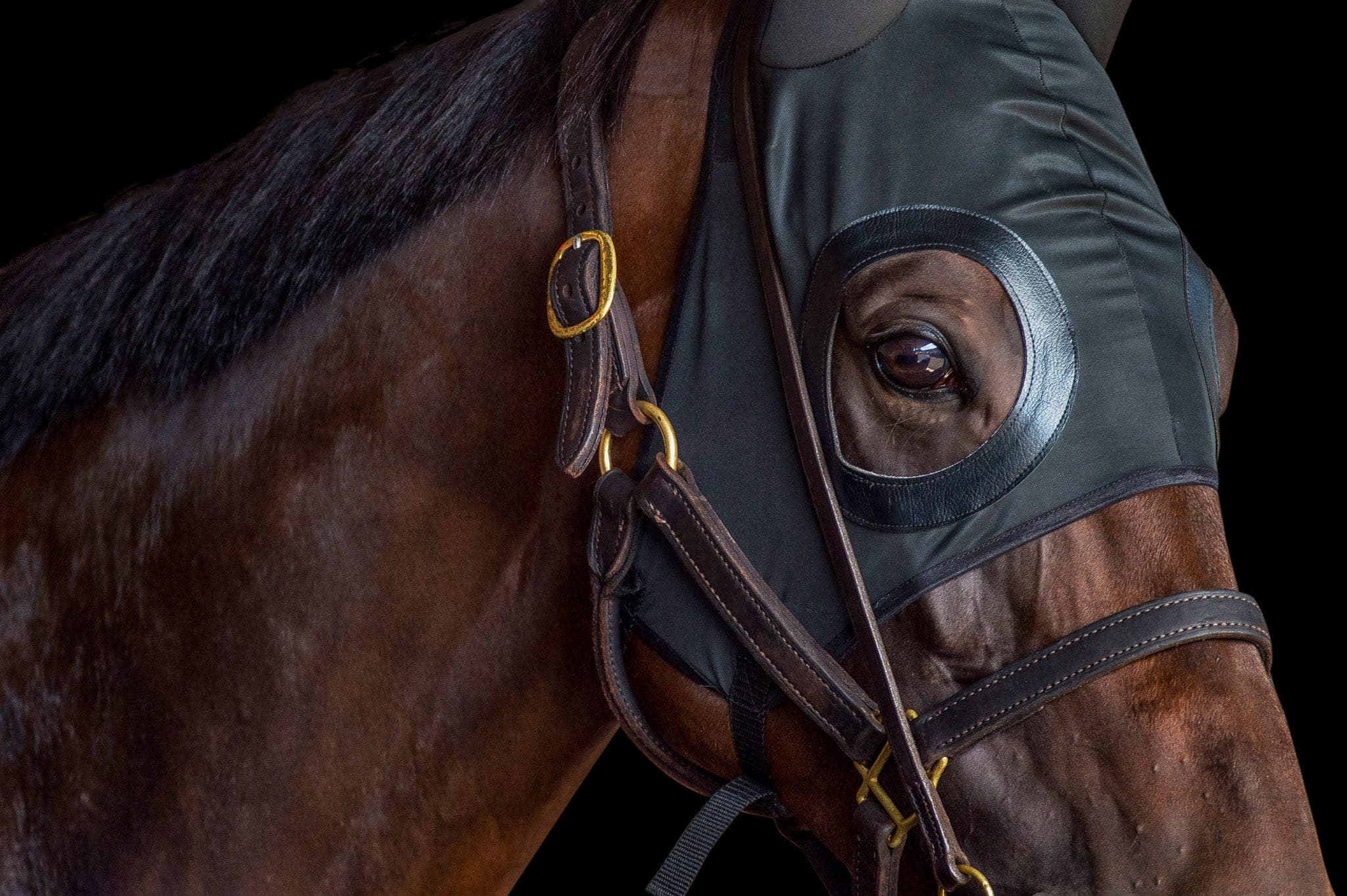 Winx, Queen Elizabeth, Colour I — Winx Series photograph by Sharon Lee Chapman