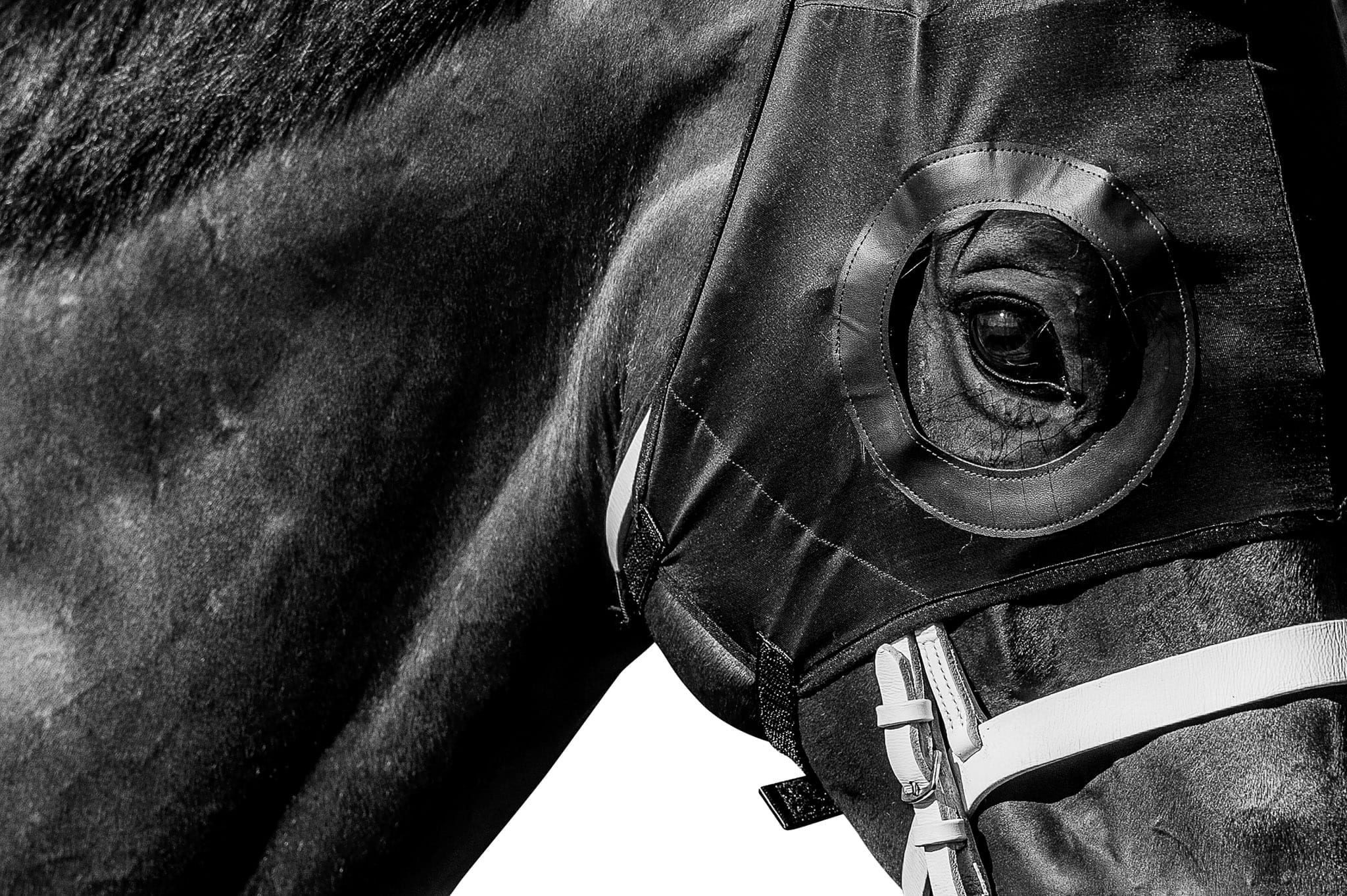 Winx, Queen Elizabeth I — equine photograph by Sharon Lee Chapman