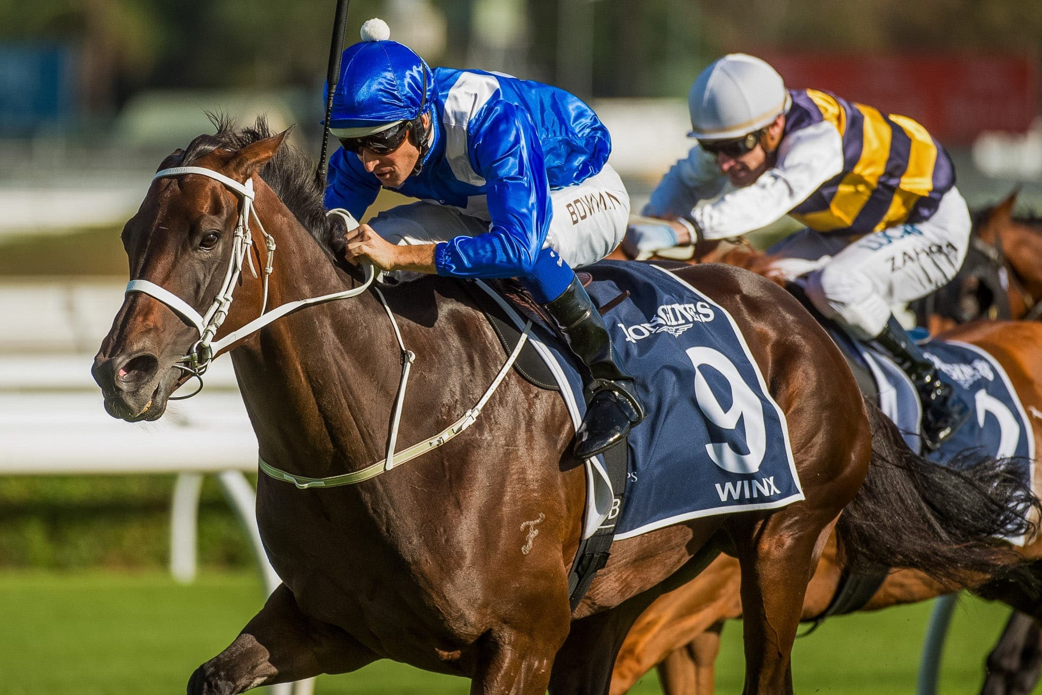 Winx, Queen Elizabeth, Colour IV — Winx Series photograph by Sharon Lee Chapman