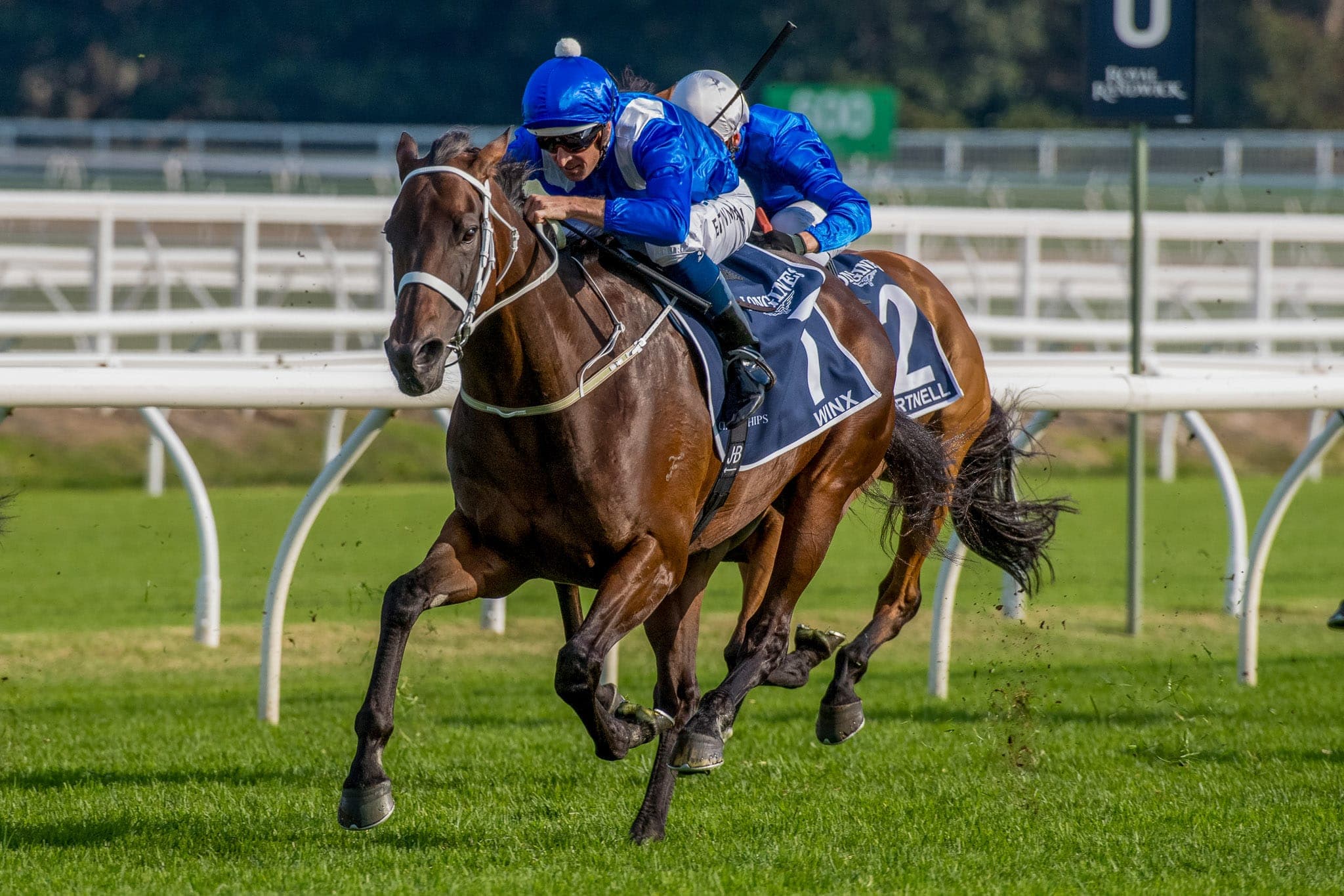 Winx, Queen Elizabeth II — Winx Series photograph by Sharon Lee Chapman