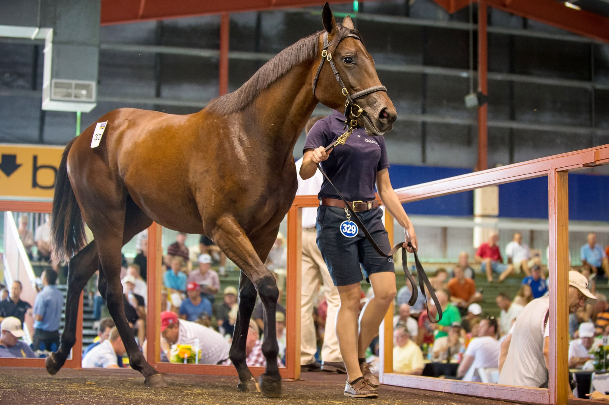 Winx, Sales Ring, Magic Millions 2013 — equine photograph by Sharon Lee Chapman