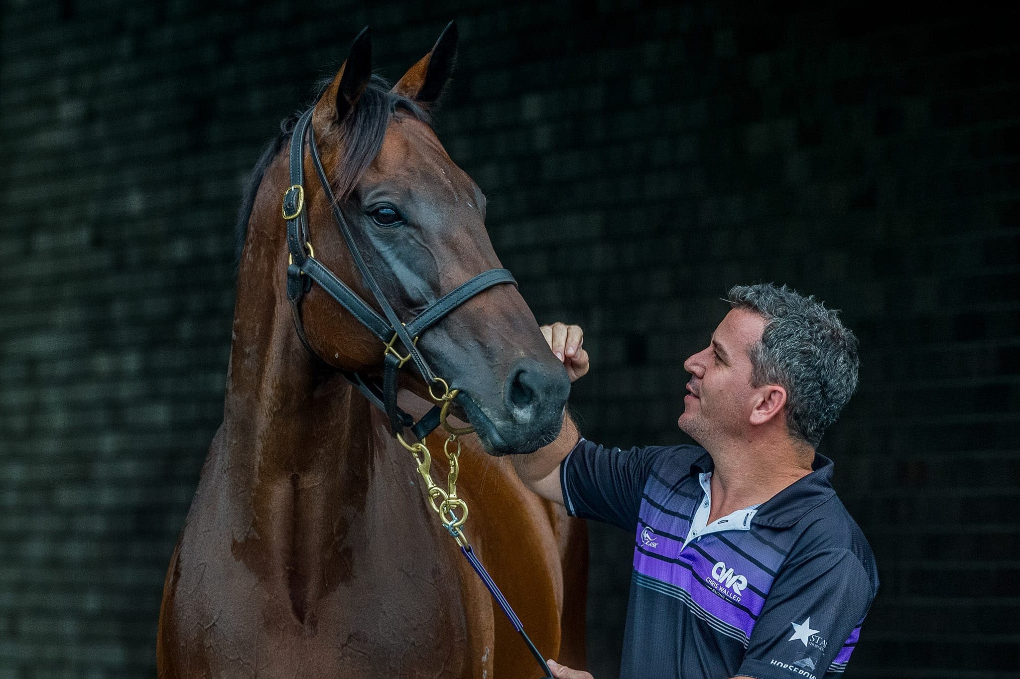 Winx, Umut, Chipping Norton 2019 I — Winx Series photograph by Sharon Lee Chapman