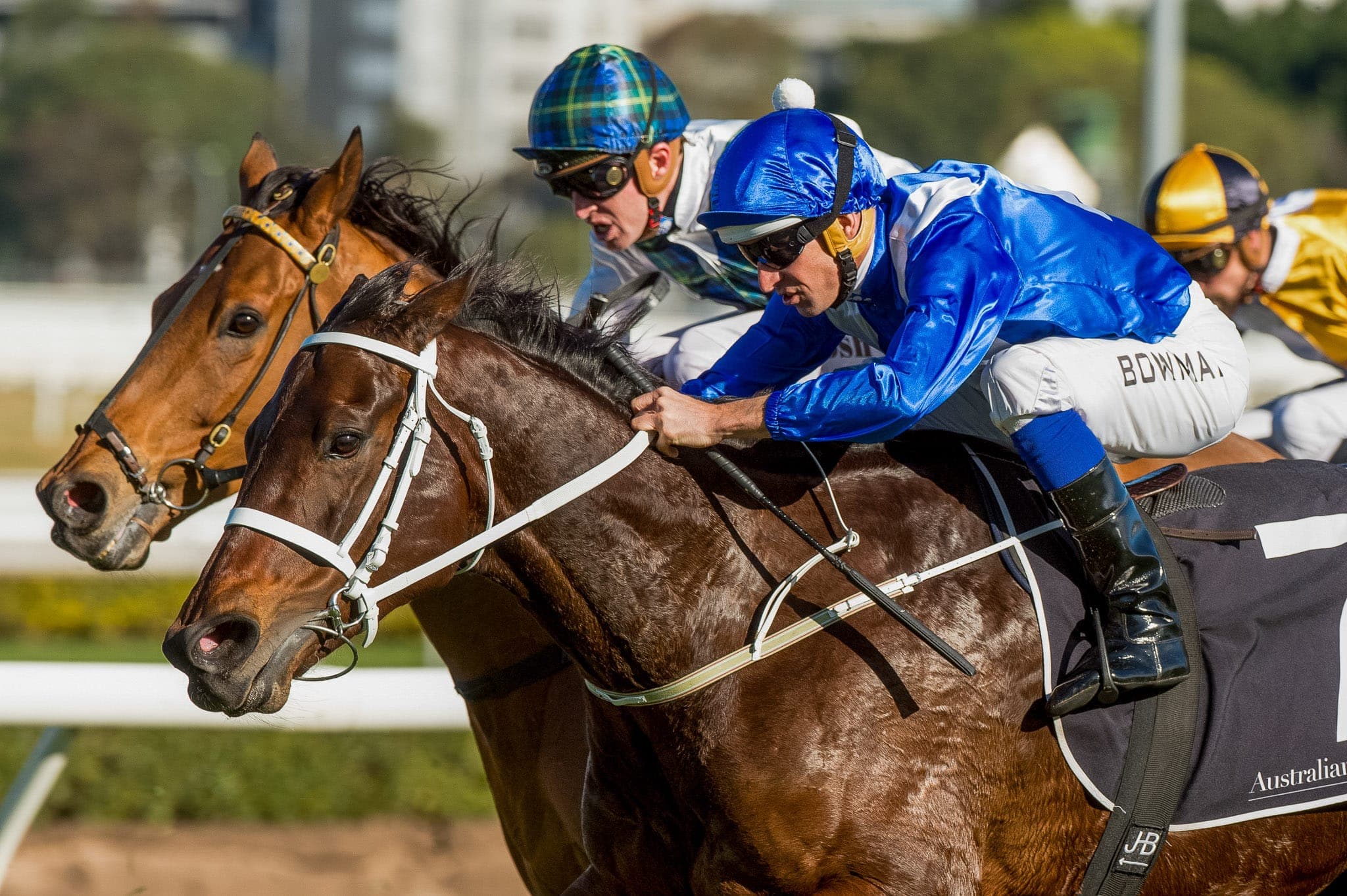 Winx, Warwick Stakes — Winx Series photograph by Sharon Lee Chapman