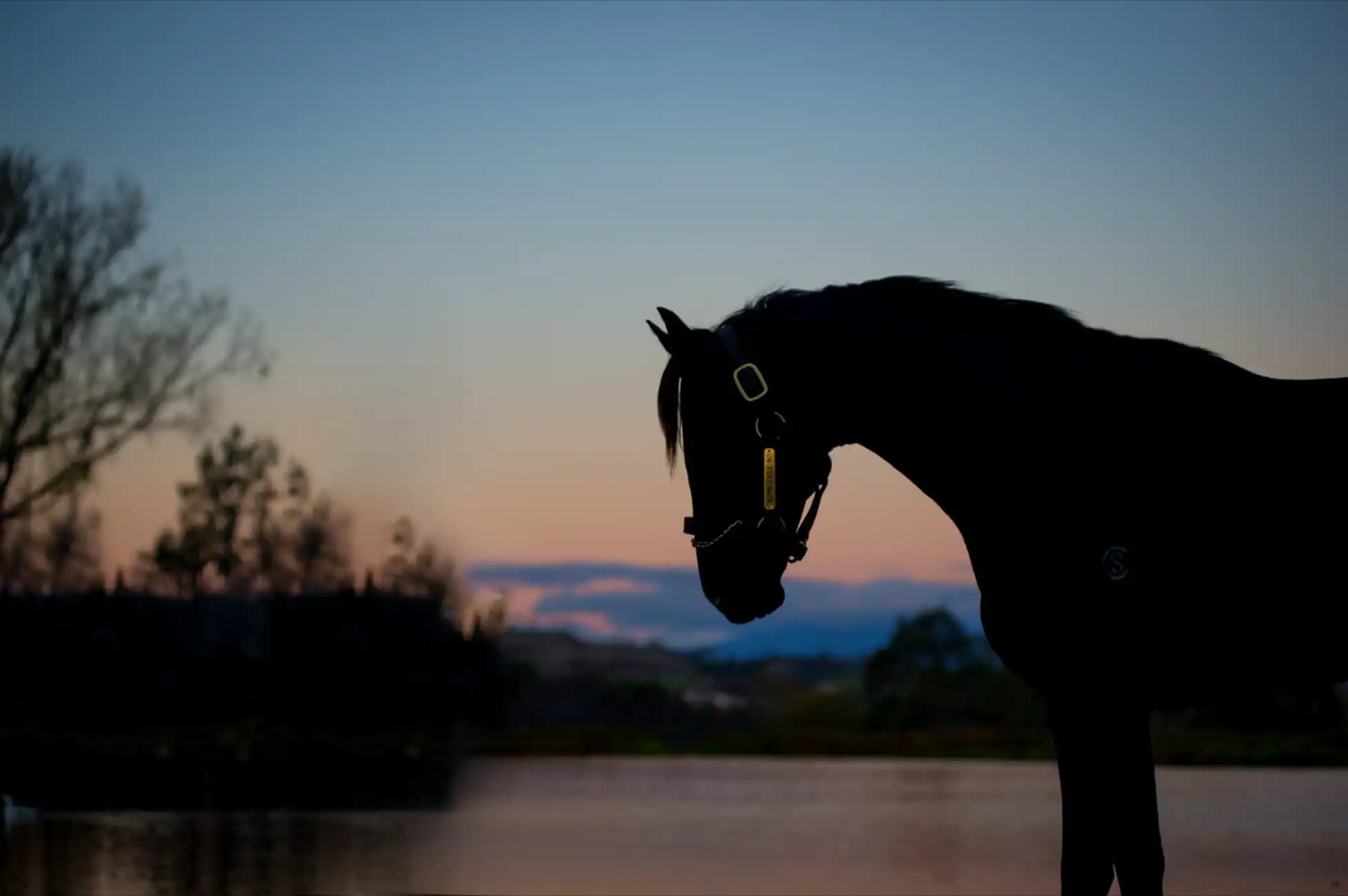 Stallions