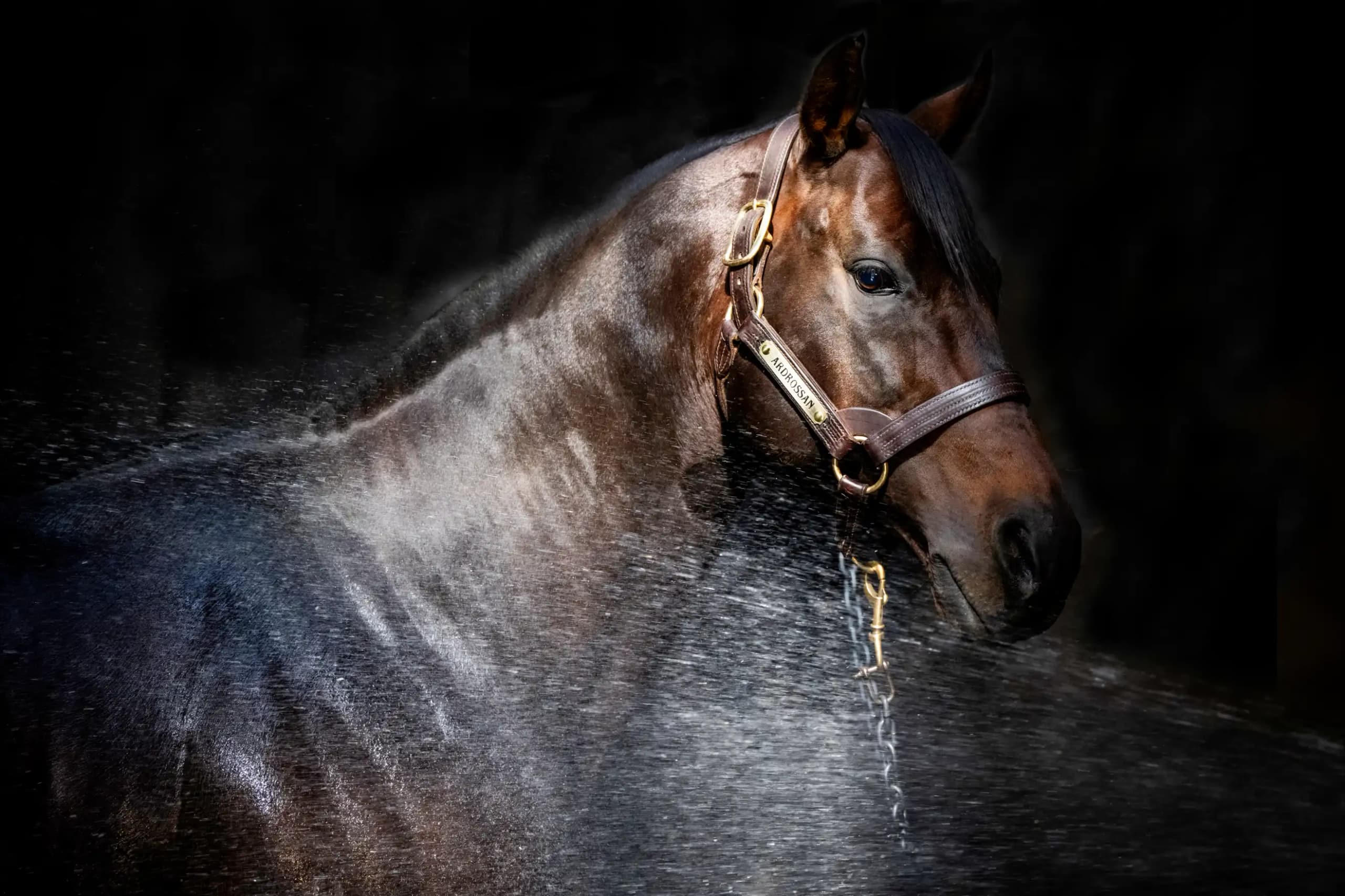 Racing Gallery