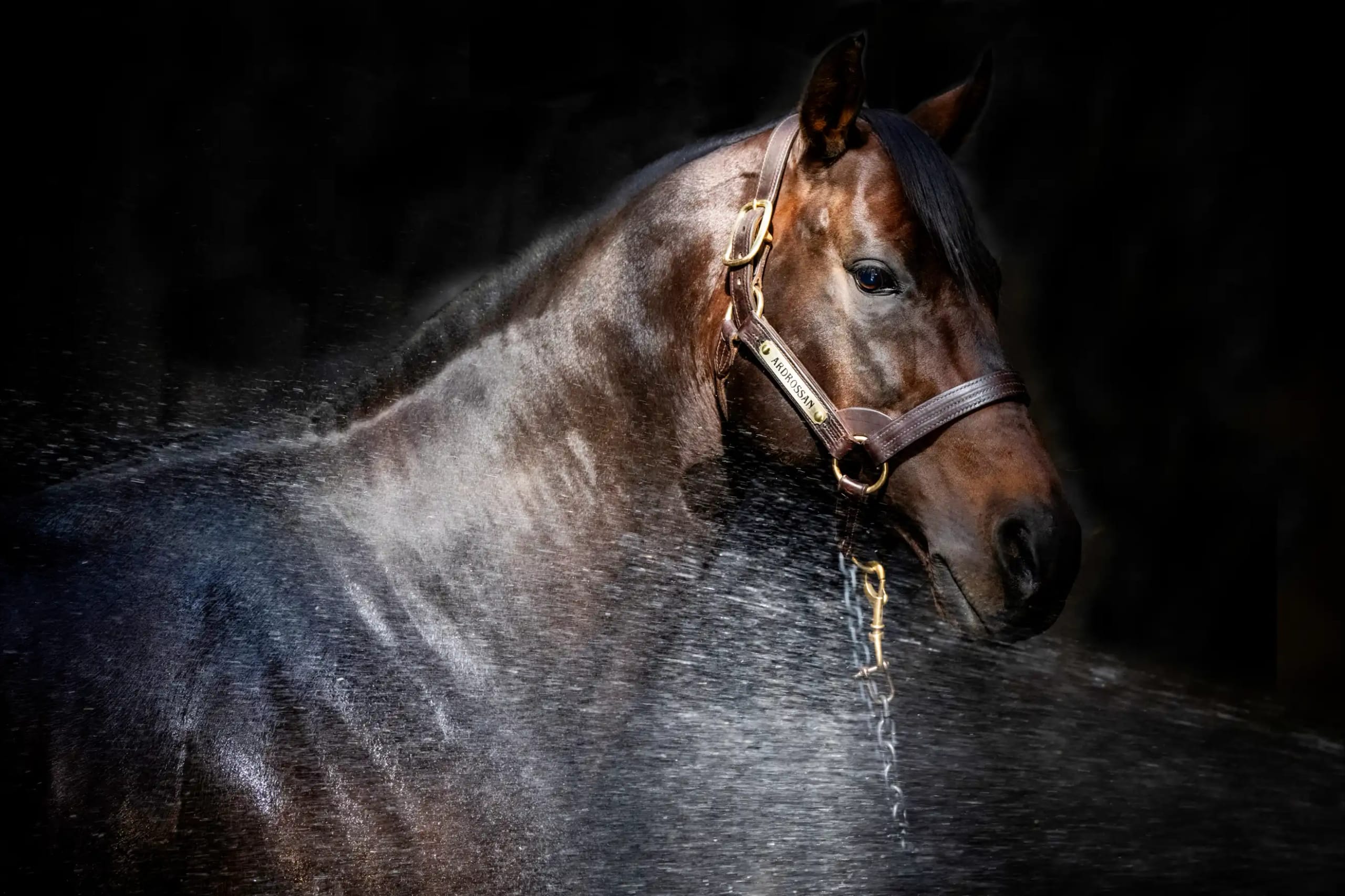 Ardrossan — stallion portrait by Sharon Lee Chapman