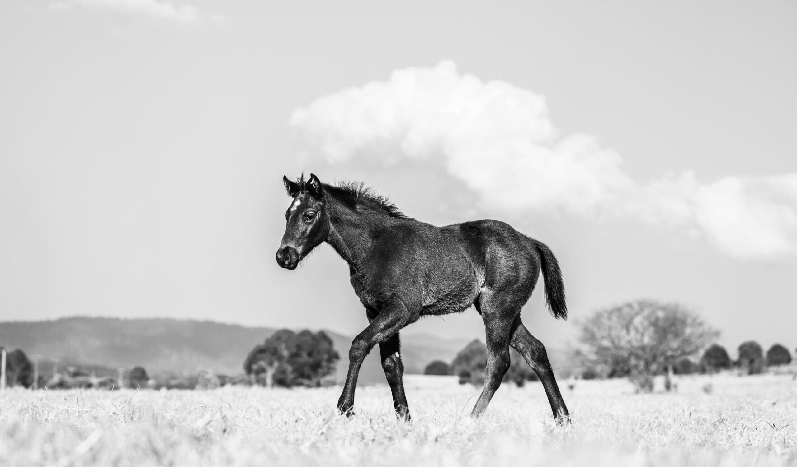 Mare and foal at first light