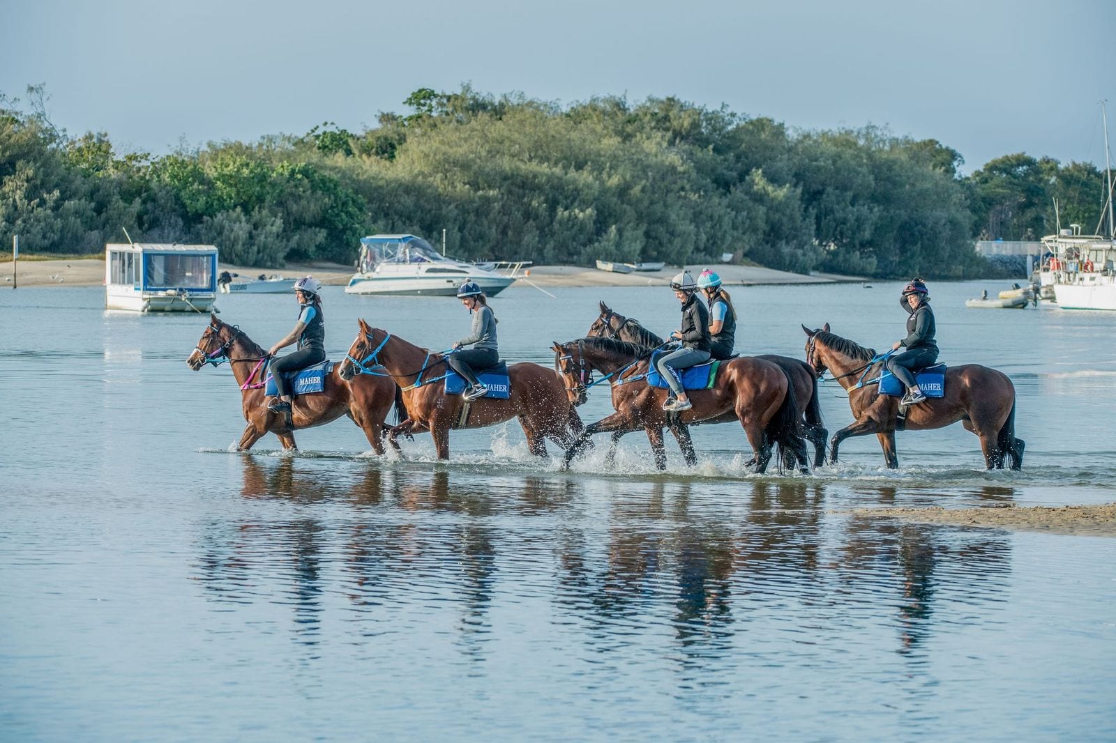 Amish Boy, Lord Belvedere, Southern France, Explosive Jack & Lets Karaka Deel_29-05-21_SLC_0176 — equine fine art photograph by Sharon Lee Chapman